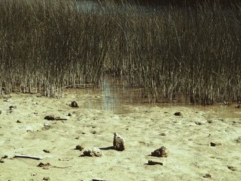 View of birds in the forest