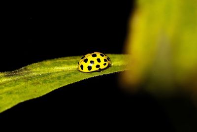 Close-up of ladybug on leaf