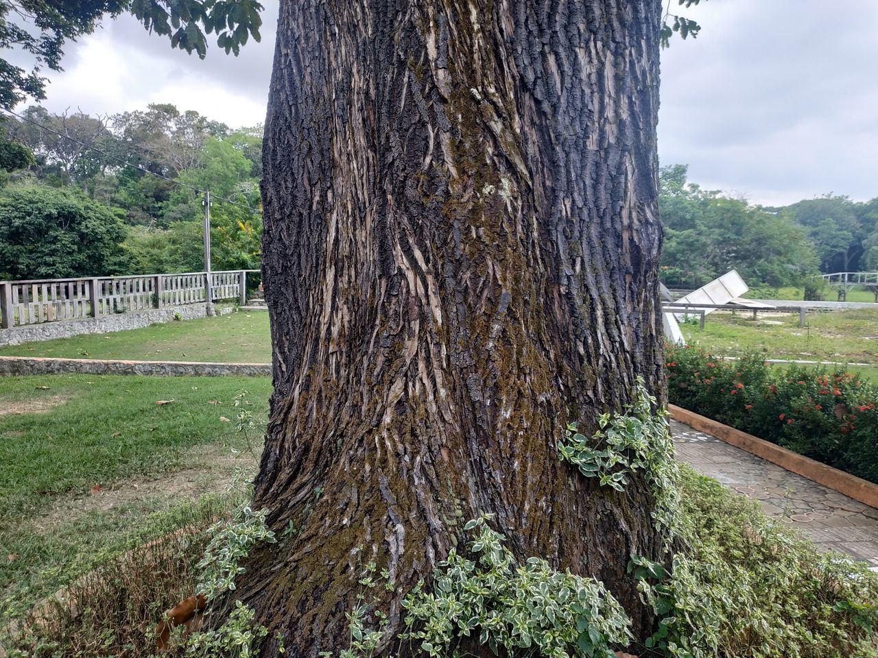 TREE TRUNK ON FIELD