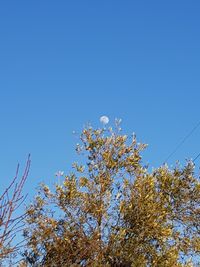 Low angle view of flower tree against clear blue sky