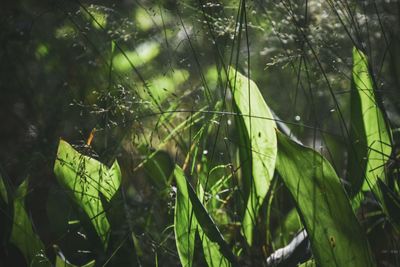 Close-up of spider web on plant