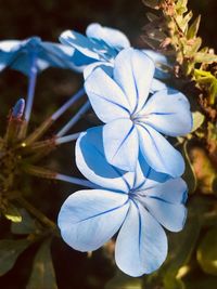 Close-up of blooming outdoors