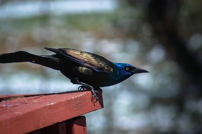 Close-up of bird perching on wood