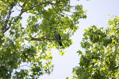 Low angle view of bird perching on a tree