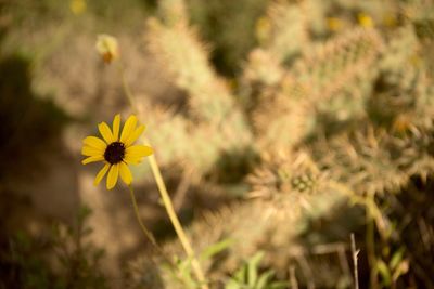 Close-up of yellow flower blooming in field