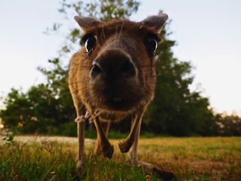 Close-up of a dog on grass