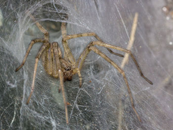 Close-up of spider