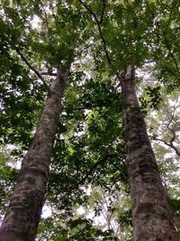 Low angle view of trees in forest