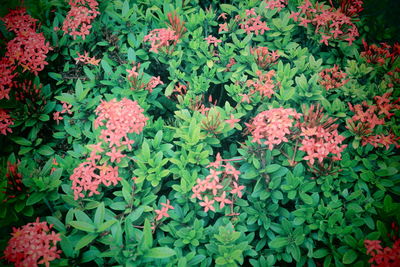 High angle view of pink flowering plants