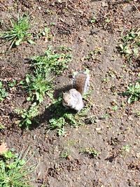 Plants growing on field