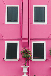 Potted plant against wall