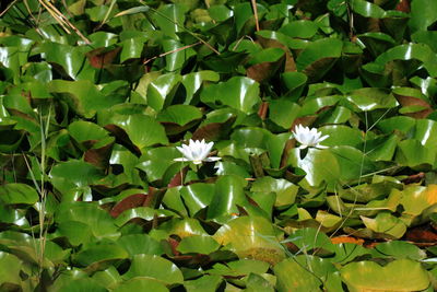 Close-up of flowers