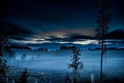 Scenic view of trees in forest against sky at night
