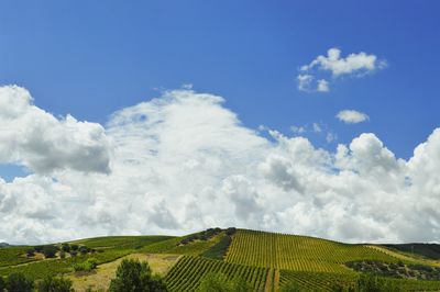 Scenic view of farms against sky