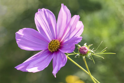 Close-up of pink flower