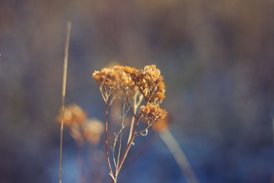 Close-up of wilted flower