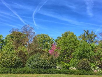 Low angle view of trees against sky