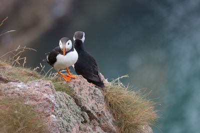 Puffin birds at bullers of buchan