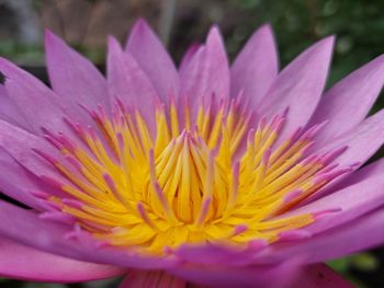 Close-up of purple water lily