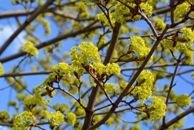 Low angle view of flowers on tree