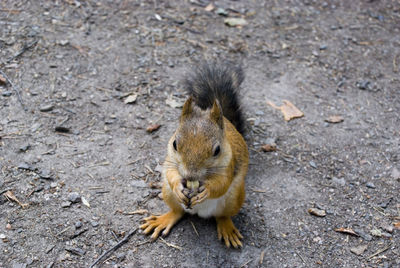 High angle view of squirrel