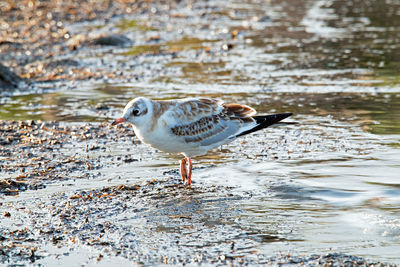 Seagull perching on water