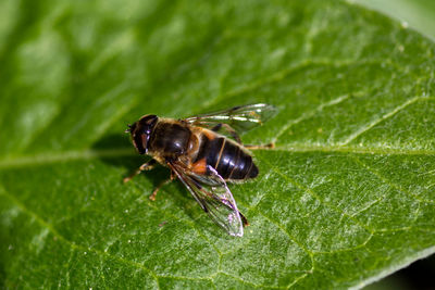 Close-up of insect on leaf