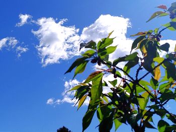 Low angle view of flowering plant against blue sky