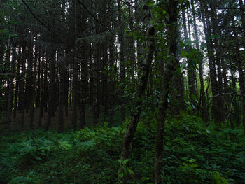 Trees growing in forest