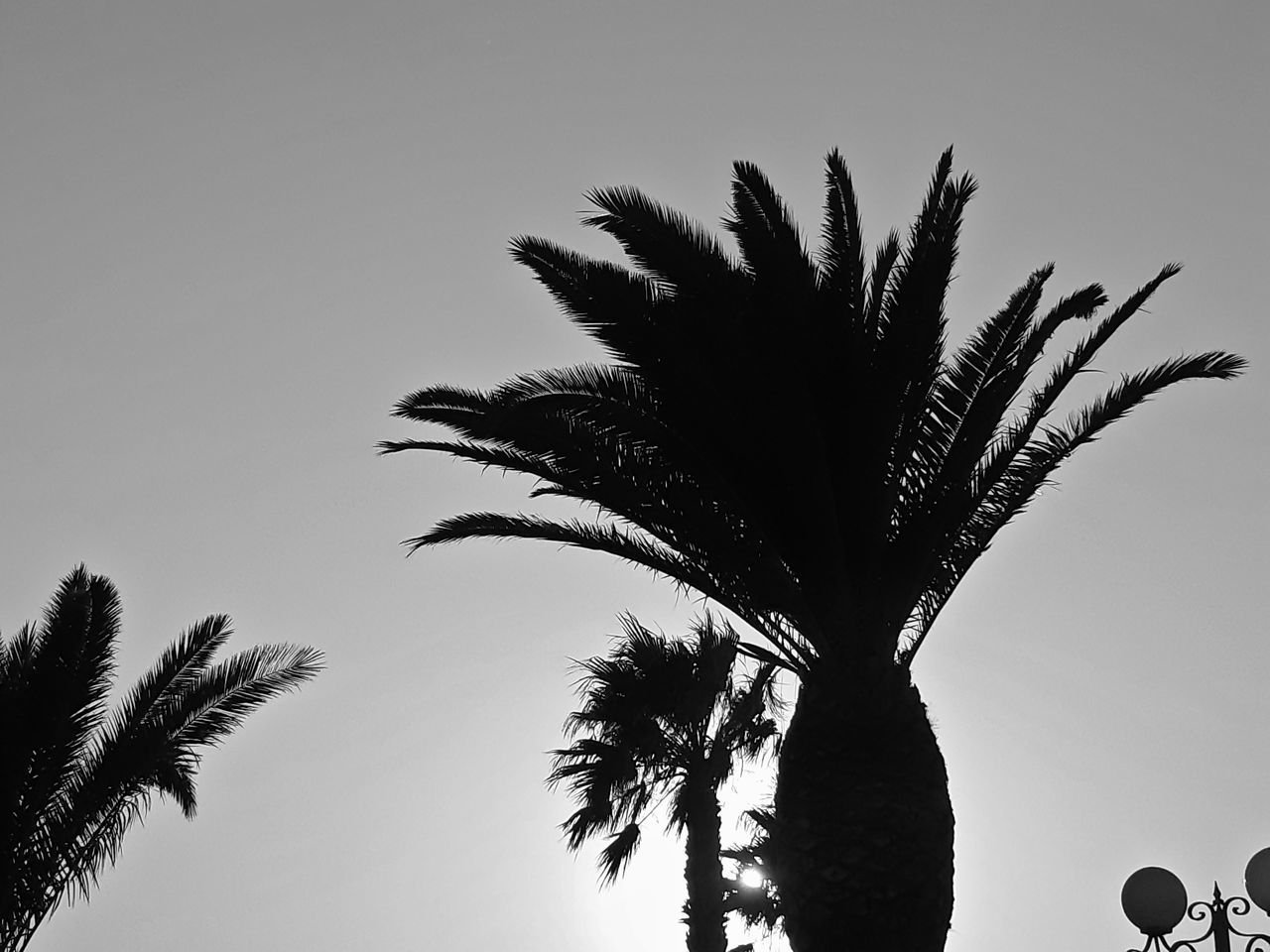 LOW ANGLE VIEW OF SILHOUETTE PALM TREE AGAINST CLEAR SKY