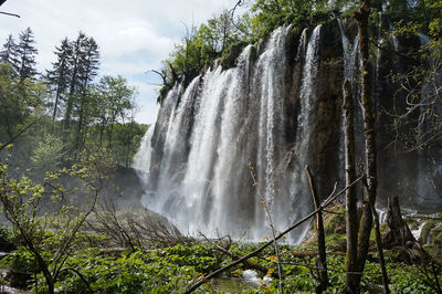 Scenic view of waterfall in forest