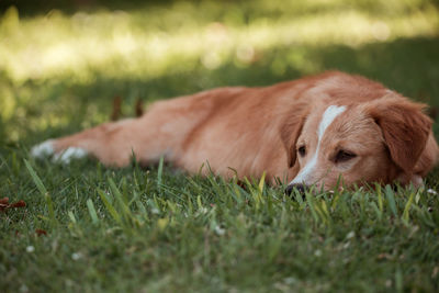 Dog resting on field