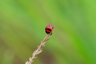 Close-up of ladybug on leaf