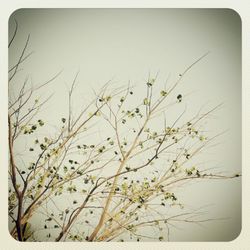 Low angle view of flowers