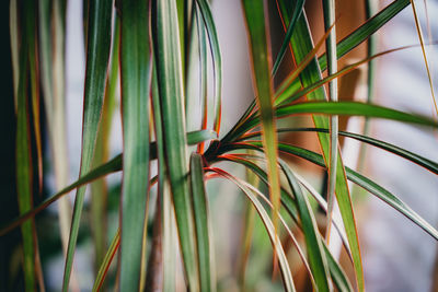Close-up of fresh green plants