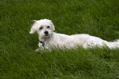 Portrait of white puppy on field