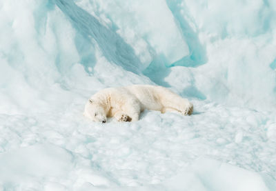 Polar bear resting on an iceberg in the arctic wild