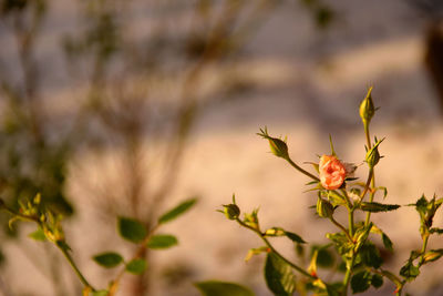 Close-up of flowering plant