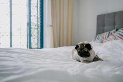 Small dog relaxing on bed at home