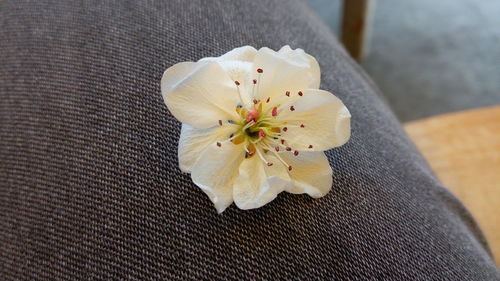 Close-up of flower against blurred background