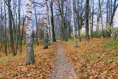 Trees in forest during autumn