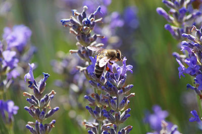 Close-up of bee pollinating on purple flowering plant