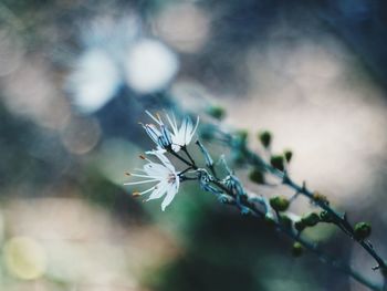 Close-up of white flower on twig