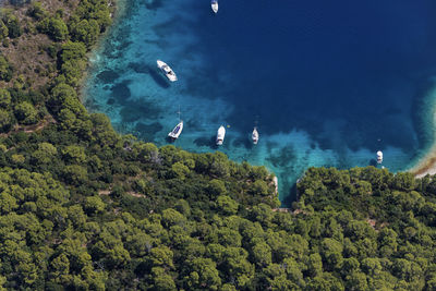 High angle view of sea and trees