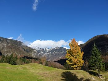 Trees on landscape against blue sky