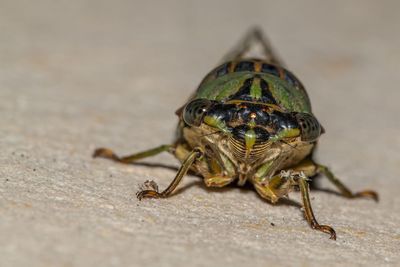 Close-up of insect on floor