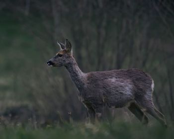 Close-up of deer on field