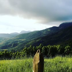 Scenic view of field against sky