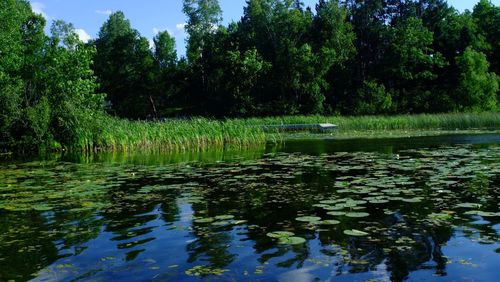 Scenic view of lake in forest