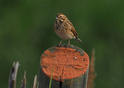 Close-up of bird perching on log